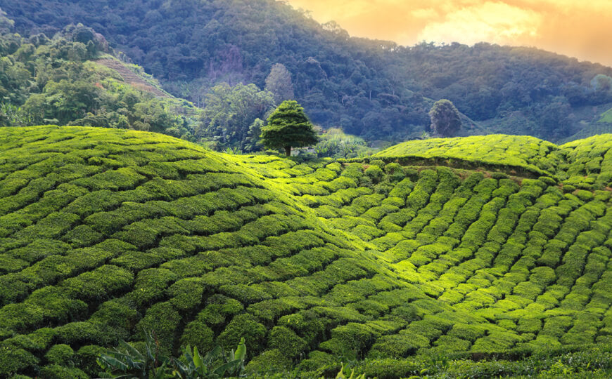Las Cosechas de Darjeeling